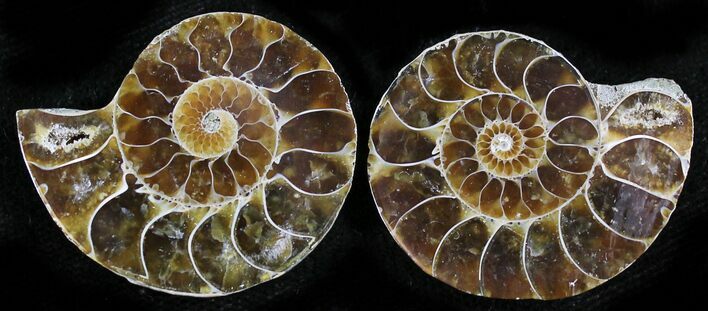 Small Desmoceras Ammonite Pair - #27861